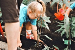 Young child planting seeds in the soil